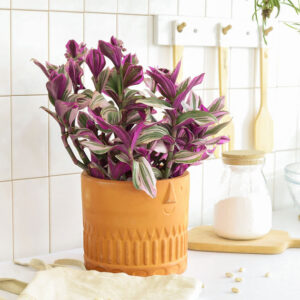 Tradescantia Nanouk