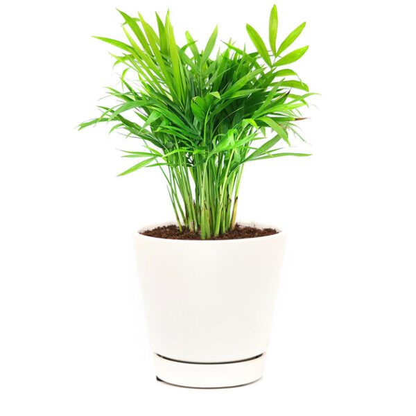 Neanthe Bella Palm - Image 3