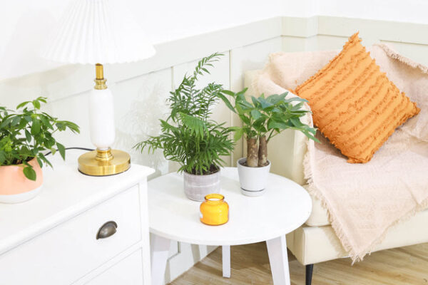 Neanthe Bella Palm - Image 8