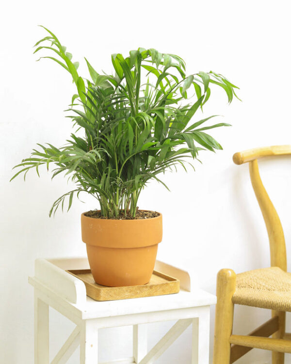 Neanthe Bella Palm - Image 6