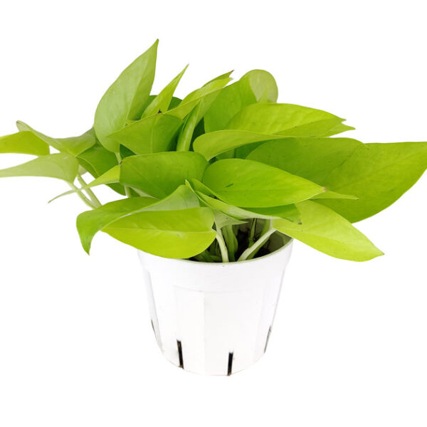 Neon Pothos - Image 5