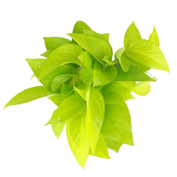 Neon Pothos - Image 4