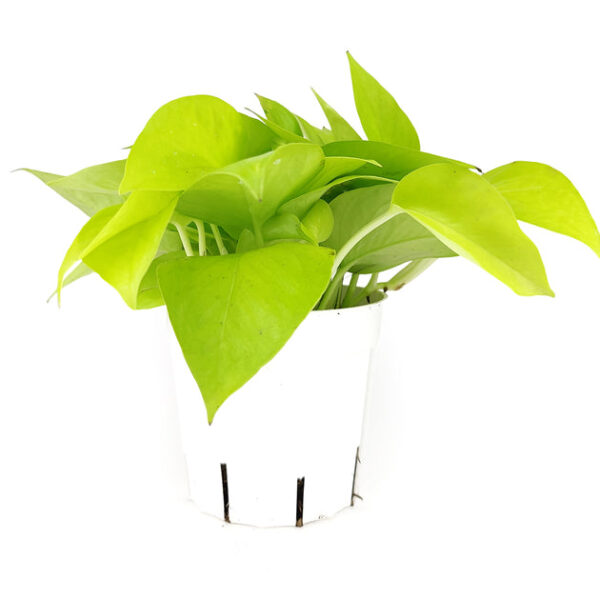 Neon Pothos - Image 6