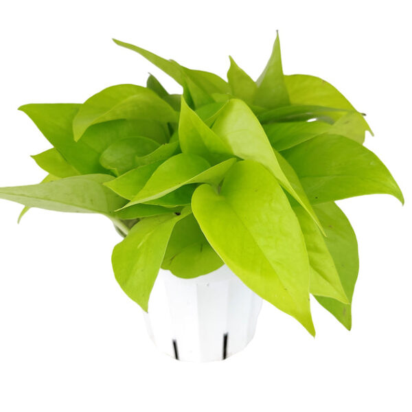 Neon Pothos - Image 3