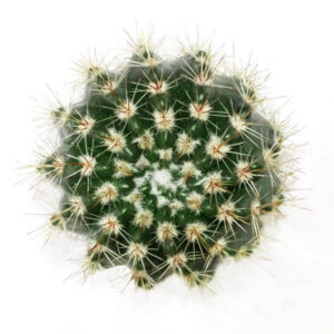 Notocactus Roseoluteus
