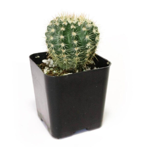 Notocactus Roseoluteus - Image 3