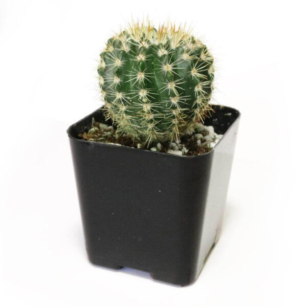 Notocactus Roseoluteus - Image 2