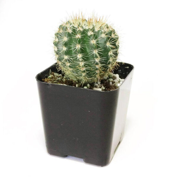 Notocactus Roseoluteus - Image 4