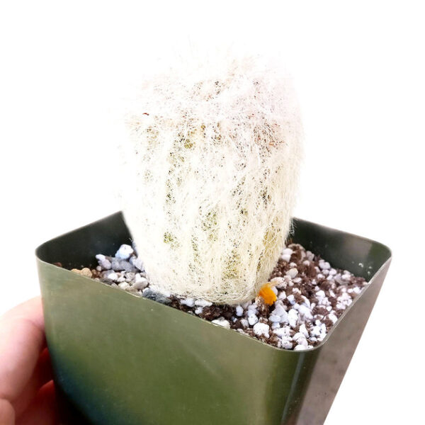 Peruvian Old Man Cactus - Image 5