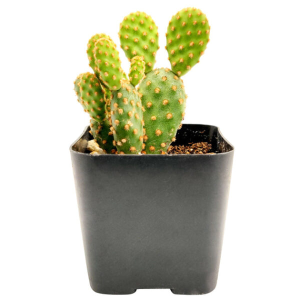 Opuntia Rufida Minima Cinnamon Cactus - Image 9