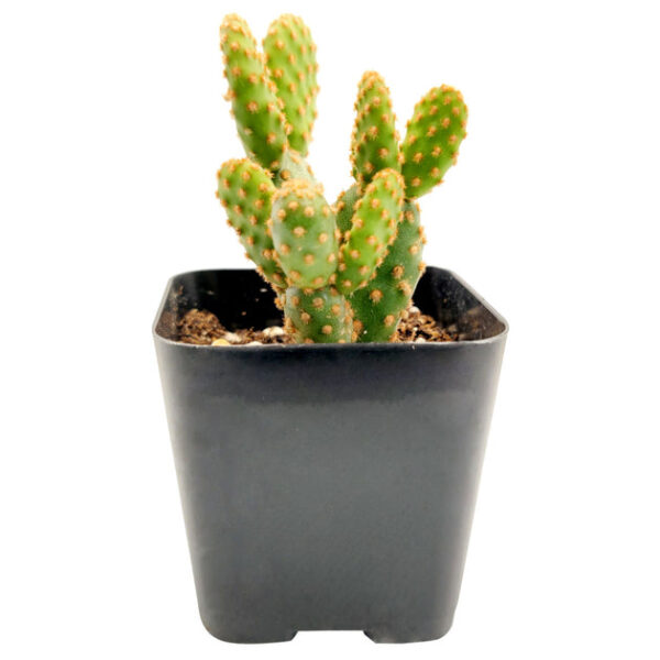 Opuntia Rufida Minima Cinnamon Cactus - Image 7