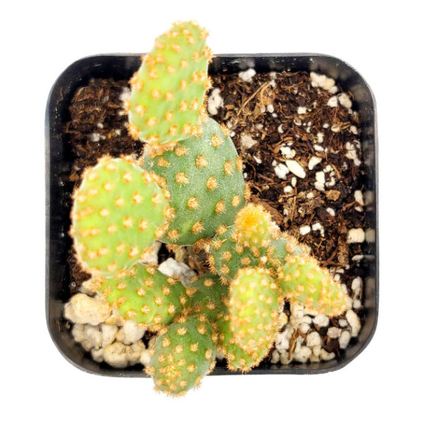 Opuntia Rufida Minima Cinnamon Cactus - Image 8