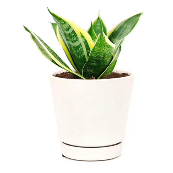 Sansevieria Ocean Star - Image 4