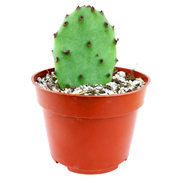 Tulip Prickly Pear Cactus - Image 2