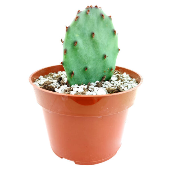 Tulip Prickly Pear Cactus - Image 3