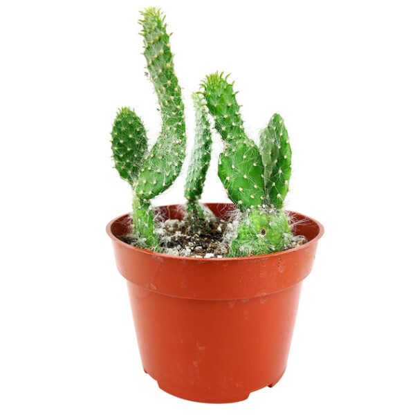Hairy Roger Cactus - Image 2