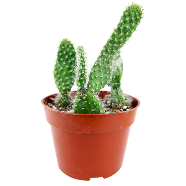Hairy Roger Cactus - Image 3