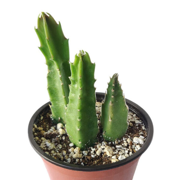Stapelia Gigantea Cactus - Image 6