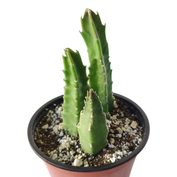 Stapelia Gigantea Cactus - Image 5