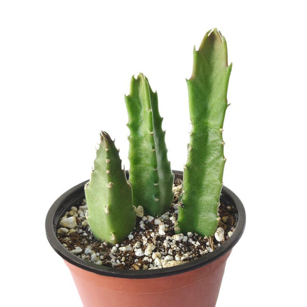 Stapelia Gigantea Cactus - Image 3