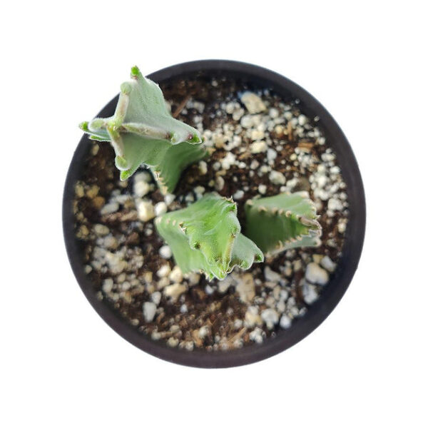 Stapelia Gigantea Cactus - Image 4
