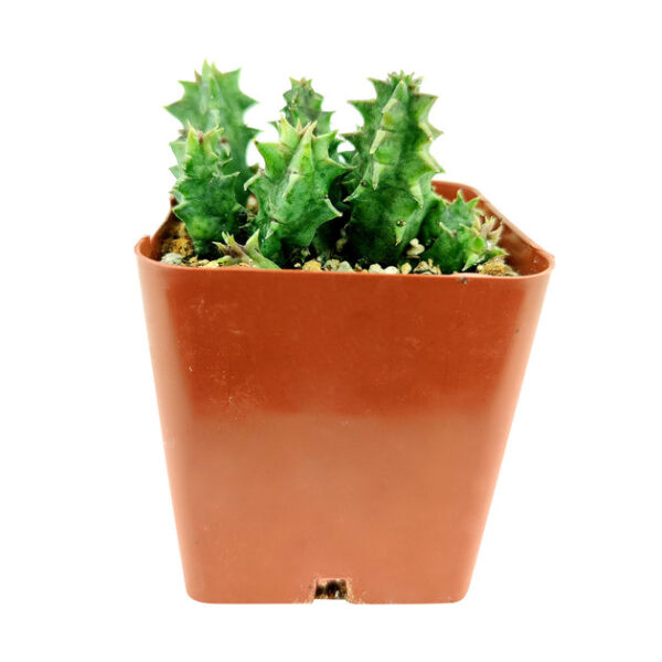 Orbea Variegata Cactus - Image 3