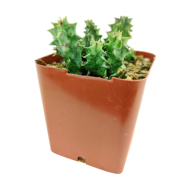 Orbea Variegata Cactus - Image 4