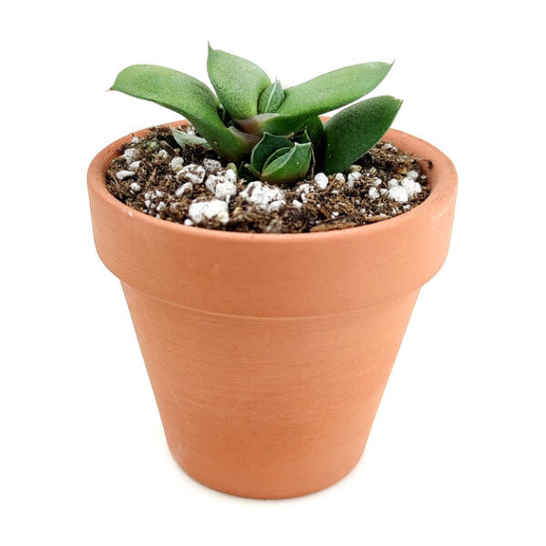 Gasteria Ox Tongue Succulent - Image 2