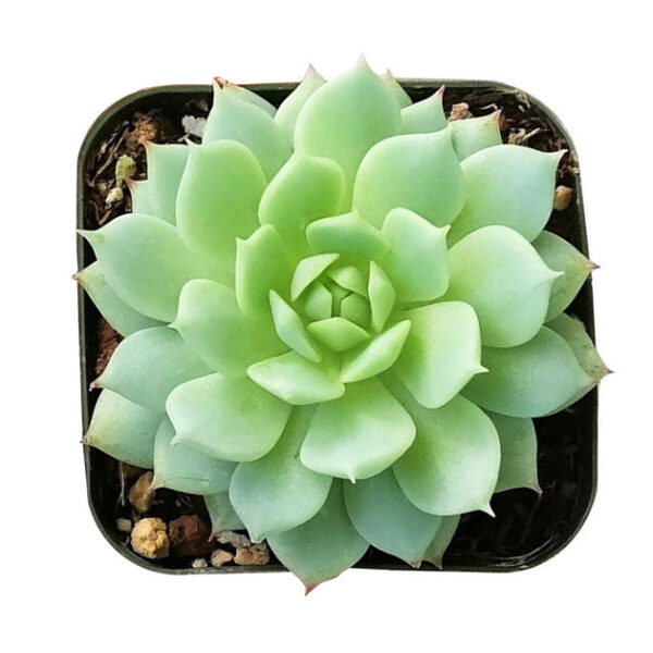 Echeveria Painted Lady - Image 8