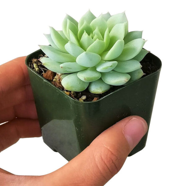 Echeveria Painted Lady - Image 3