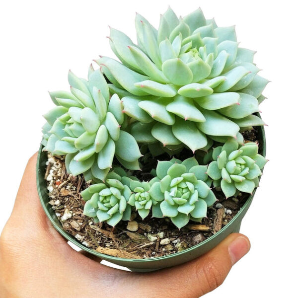Echeveria Painted Lady - Image 4