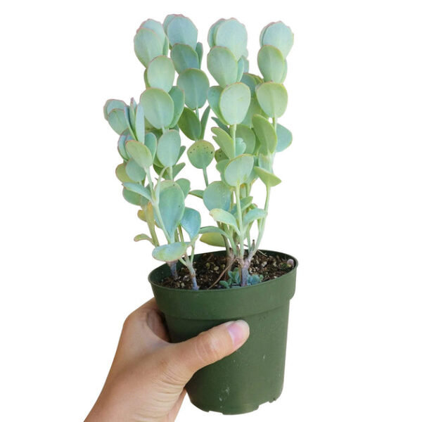 Kalanchoe Panamensis - Image 8