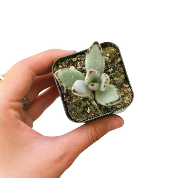 Panda Plant Kalanchoe - Image 5