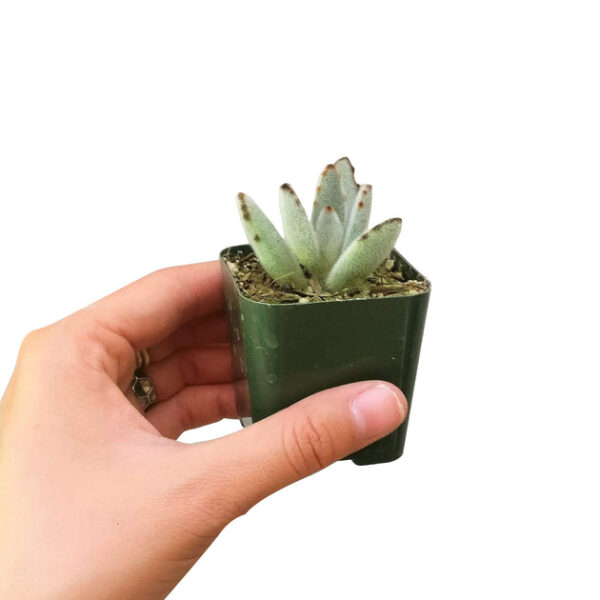 Panda Plant Kalanchoe - Image 6