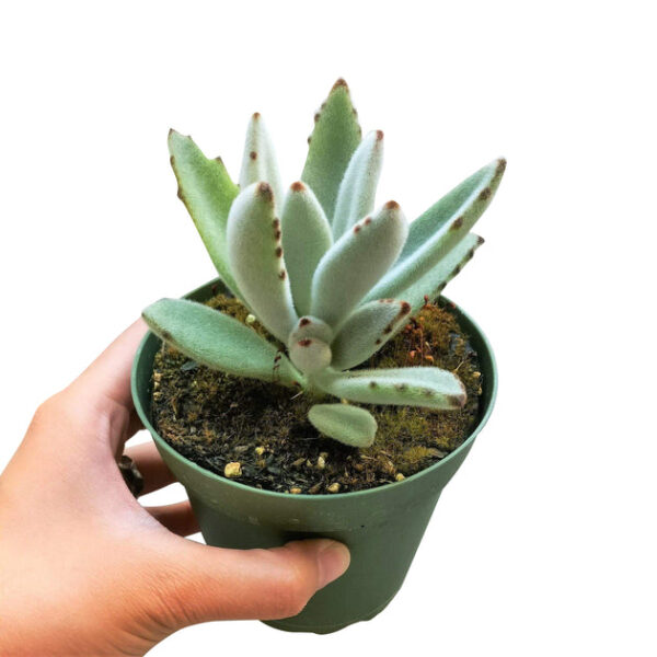 Panda Plant Kalanchoe - Image 7