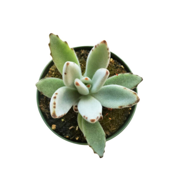 Panda Plant Kalanchoe - Image 8