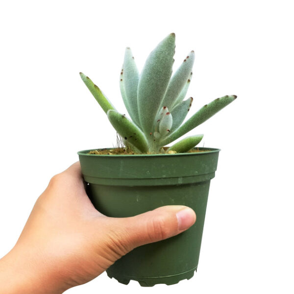 Panda Plant Kalanchoe - Image 9