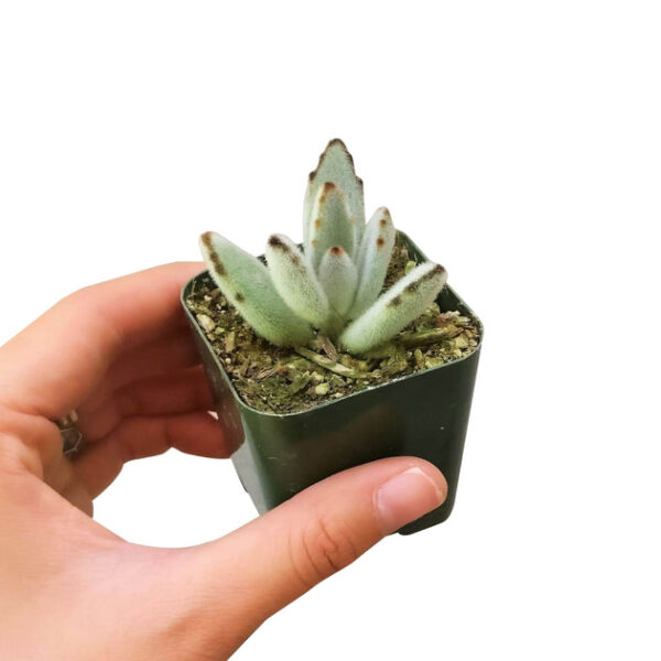 Panda Plant Kalanchoe - Image 4
