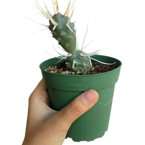 Paper Spine Cactus Tephrocactus - Image 6