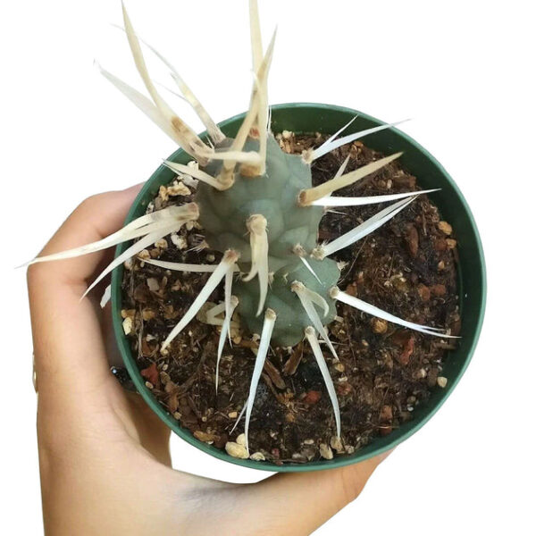 Paper Spine Cactus Tephrocactus - Image 7