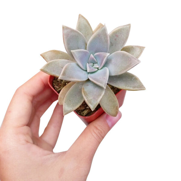 Ghost Plant Graptopetalum Paraguayense - Image 2