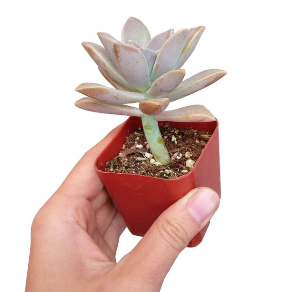 Ghost Plant Graptopetalum Paraguayense - Image 3