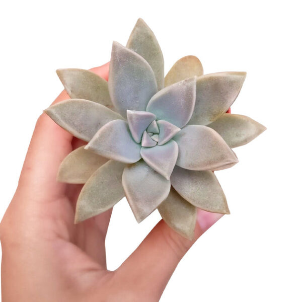 Ghost Plant Graptopetalum Paraguayense - Image 4