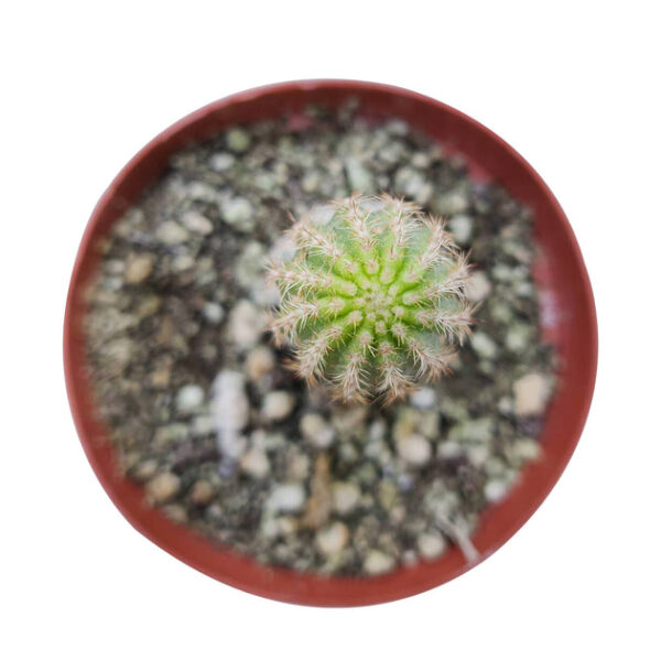 Peanut Cactus Echinopsis - Image 7