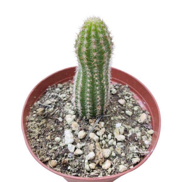 Peanut Cactus Echinopsis - Image 5