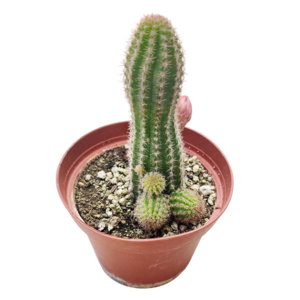 Peanut Cactus Echinopsis - Image 8