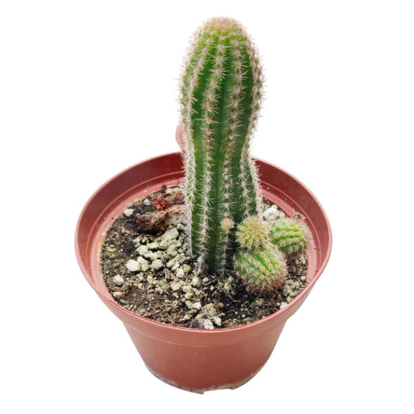 Peanut Cactus Echinopsis - Image 9