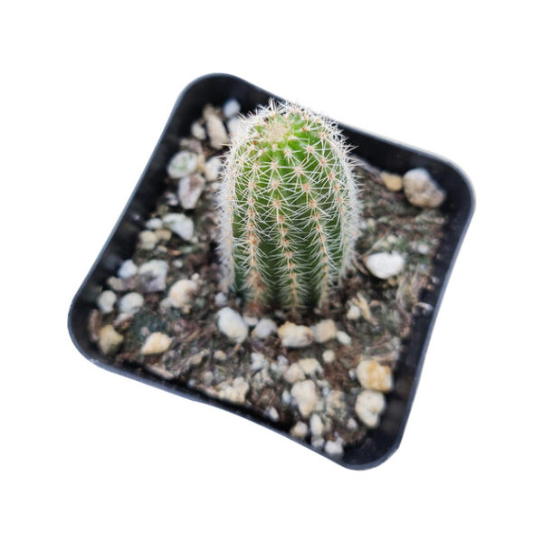 Peanut Cactus Echinopsis - Image 6