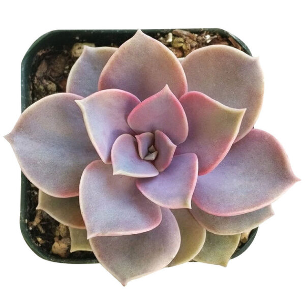 Echeveria Perle Von Nurnberg - Image 3