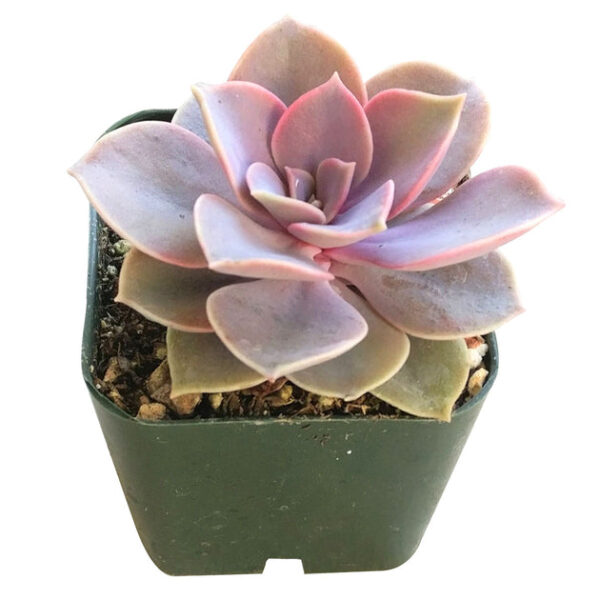 Echeveria Perle Von Nurnberg - Image 4
